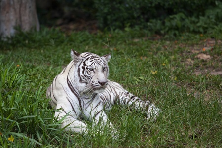 White Tiger.の写真素材