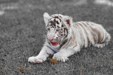 White Tiger.の写真素材