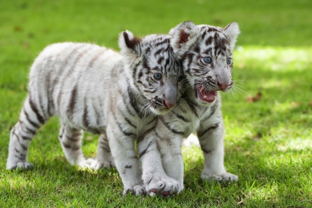 White Tigers.