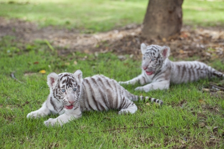 White Tigersの写真素材