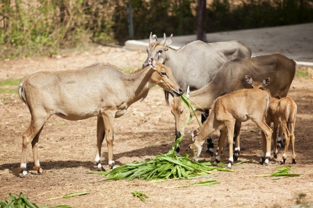 Deers in the zooの写真素材