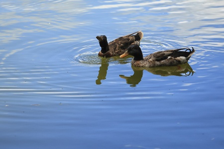 Male and female duck swimming in the lake.の写真素材