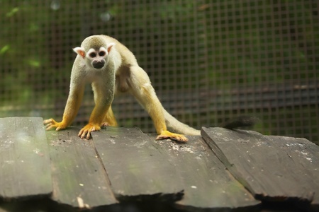 Squirrel monkey in a forest, Thailand