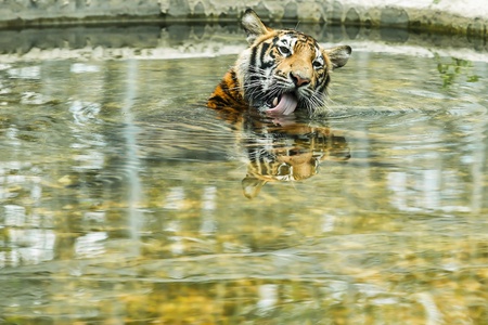 Tiger in the waterの写真素材