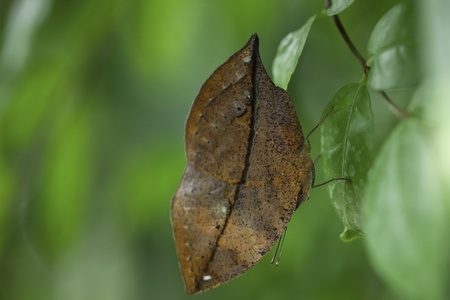Butterfly in nature 