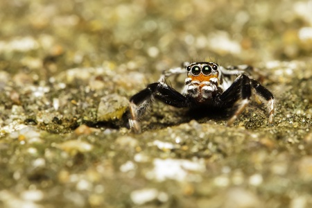Spiders in the forest.