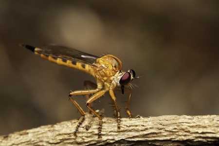 Dragonflies perch on branches.