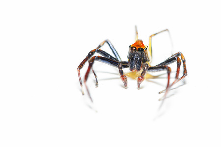 Spiders in the forest 