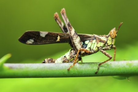 Grasshopper in the wild.