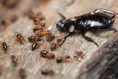 Ants that live in natural black.の写真素材