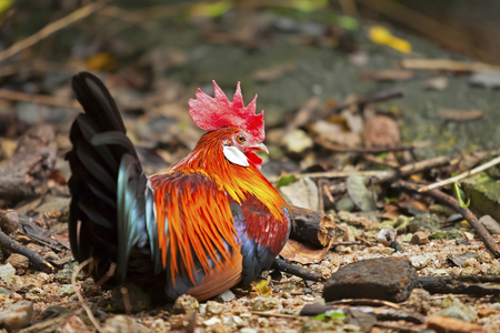 Bantams lay on the ground.の写真素材