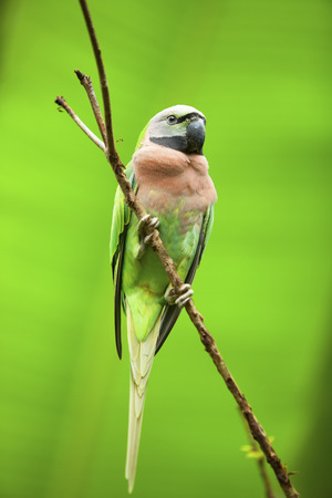 Parrots in the Park, Thailand.の写真素材