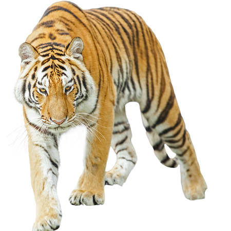 Tigers are in the nature of the country.の写真素材