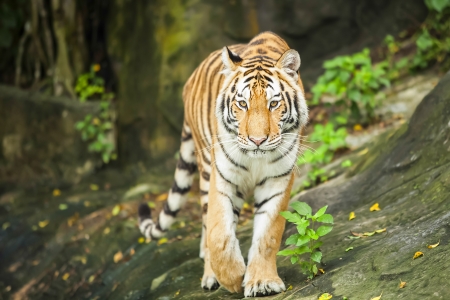 Tigers are in the nature of the country.
