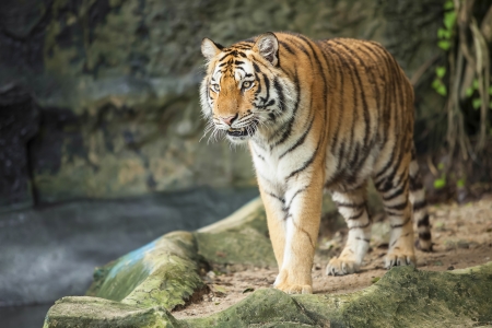 Tigers are in the nature of the country.の写真素材