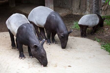 Tapir feeding during the daytimeの写真素材
