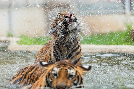 Eating tiger in the water during the day.の写真素材