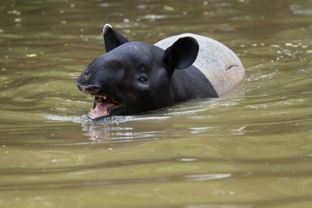 Tapir swimming in the river in the forest.の写真素材