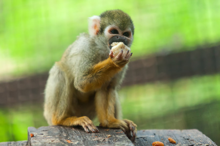 Squirrel monkeys feeding in the trees.の写真素材
