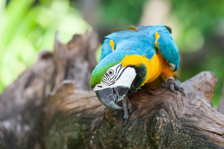 Parrot perched on a tree in the forest.の写真素材