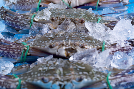 Fresh crab on ice.の写真素材