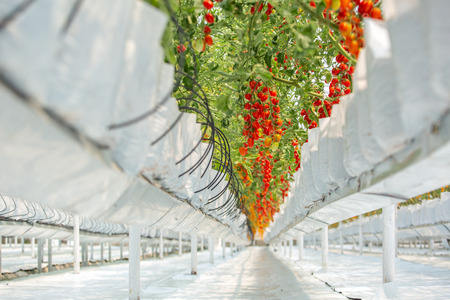 Red and yellow cherry tomatoes in plant organic agriculture garden.の写真素材