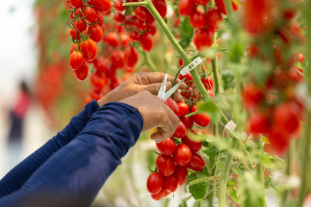The hands of the farmer cut the red tomatoes on the garden.の写真素材