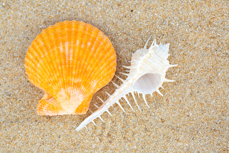 Seashells on a summer beach and sand as background.の写真素材