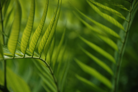 The pattern and light of green leafの写真素材
