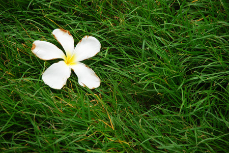 white frangipani flower on the green grass backgroundの写真素材