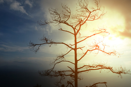 Silhouettes of dead trees in the evening light.の写真素材