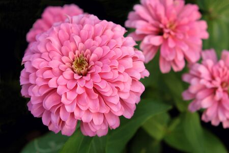 Closeup of Zinnia, light pink. There are many layers of petals. It's looking fresh and beautiful.の写真素材