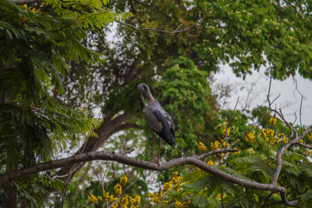 Egret on branchの写真素材