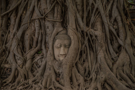 Wat Mahathat temple at Ayutthaya Historical Park, Thailand.の写真素材