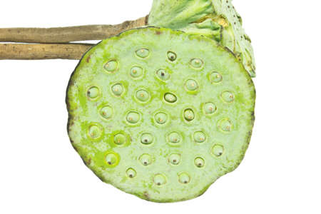 lotus seed, sheath lotusの写真素材