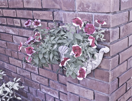 flower on brick wallの写真素材