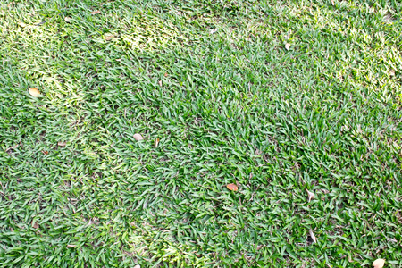 Grasses background