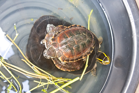 turtle