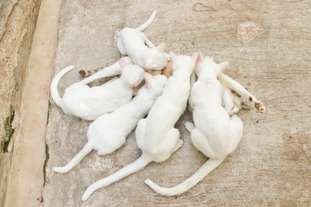 Kitty Feeding Her Kittensの写真素材