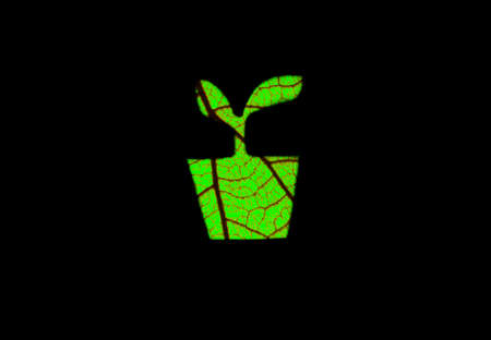 Green foliage draw plant, plant symbolの写真素材