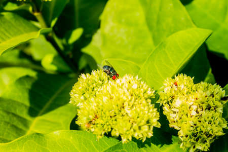 Green fly, fly on flowerの写真素材