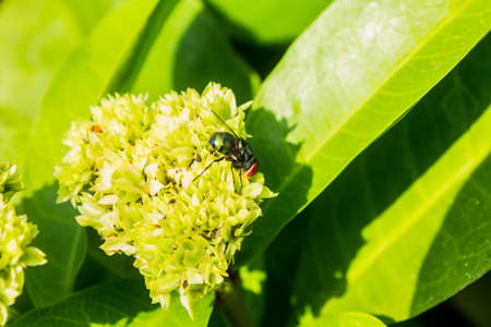 Green fly, fly on flowerの写真素材