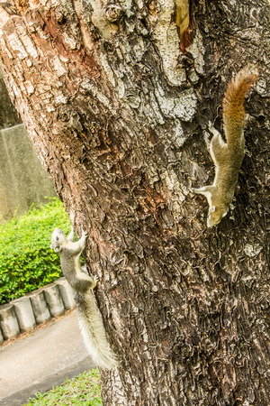 Two squirrel on tree in gardenの写真素材