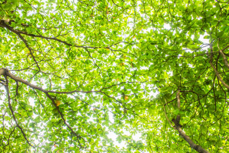 tree background