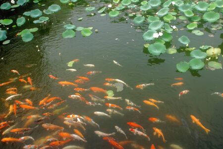 koi fish in the natural pondの写真素材