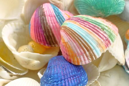 Painted seashell, Shells for coloringの写真素材