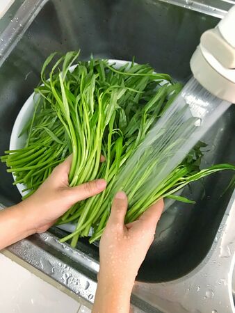 Vegetables washing, Raw morning glory in bowlの写真素材