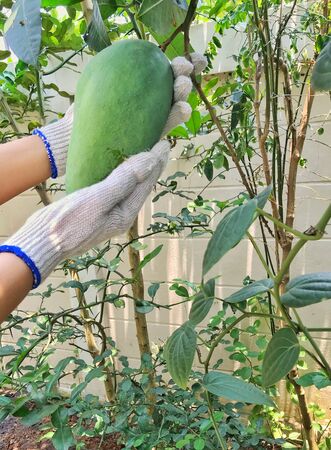 Mango fruit in hand agriculturistの写真素材