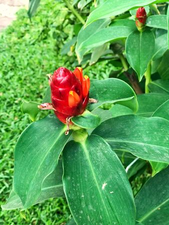 Fresh red flower. Malay ginger, Spiral Flag, Indian Head Ginger. The scientific name (costus speciosus) or (Cheilocostus speciosus)の写真素材