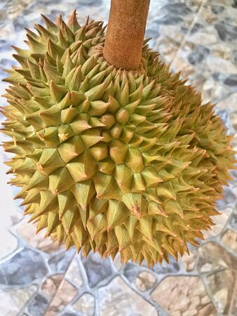 Fresh durian, king of fruit from Thailandの写真素材